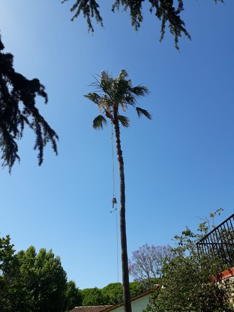 Trabajo realizado - Podas El Castor