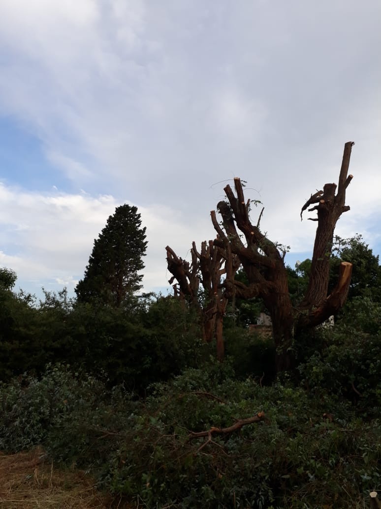 Trabajo realizado - Podas El Castor
