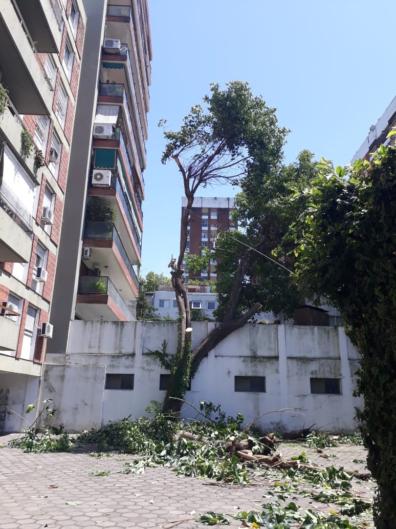 Trabajo realizado - Podas El Castor