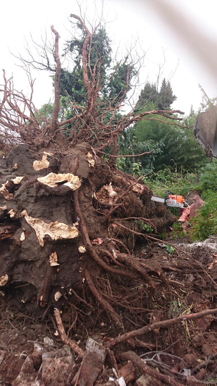 Trabajo realizado - Podas El Castor