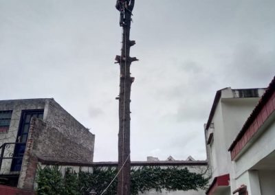 Trabajo realizado - Podas El Castor