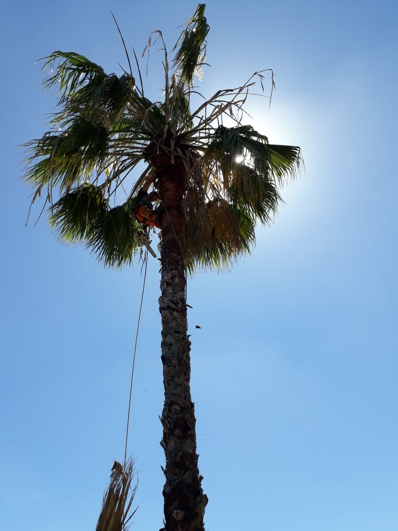 Trabajo realizado - Podas El Castor