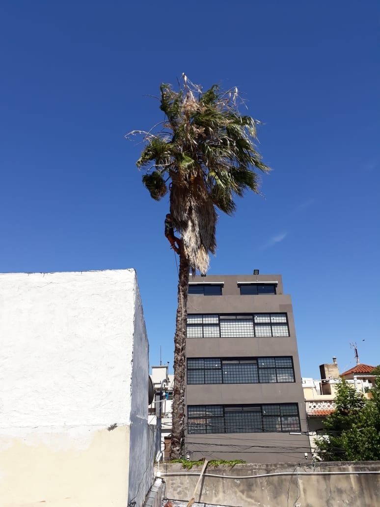 Trabajo realizado - Podas El Castor