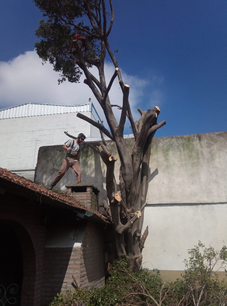 Trabajo realizado - Podas El Castor