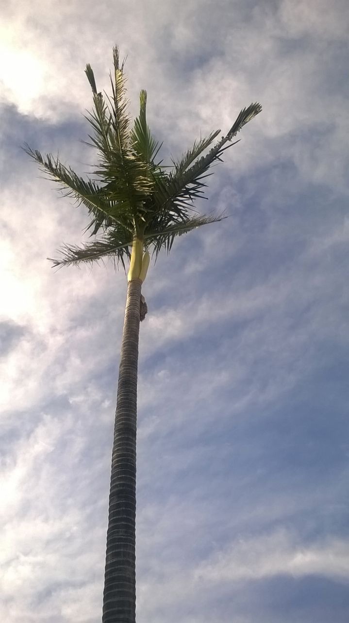 Trabajo realizado - Podas El Castor