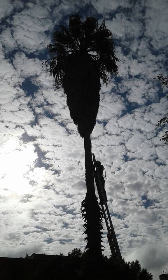 Trabajo realizado - Podas El Castor