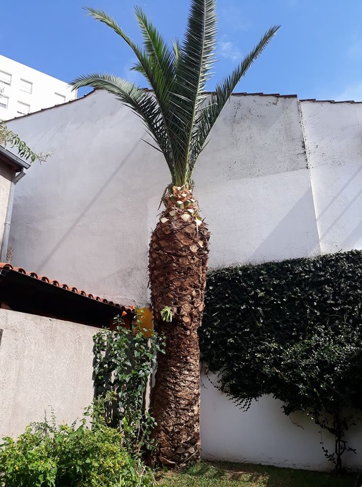 Trabajo realizado - Podas El Castor