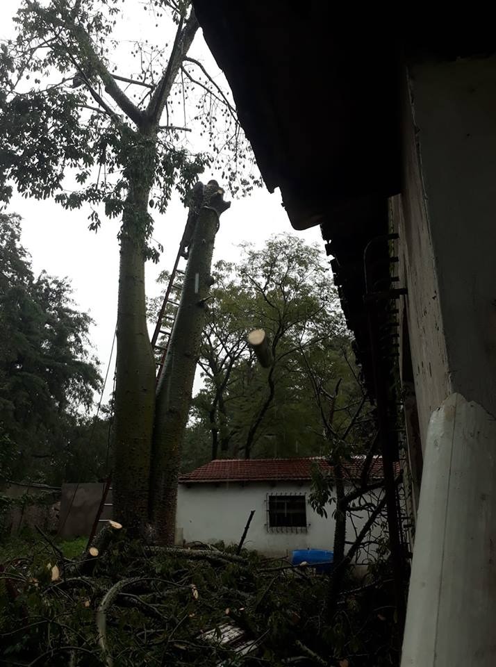 Trabajo realizado - Podas El Castor