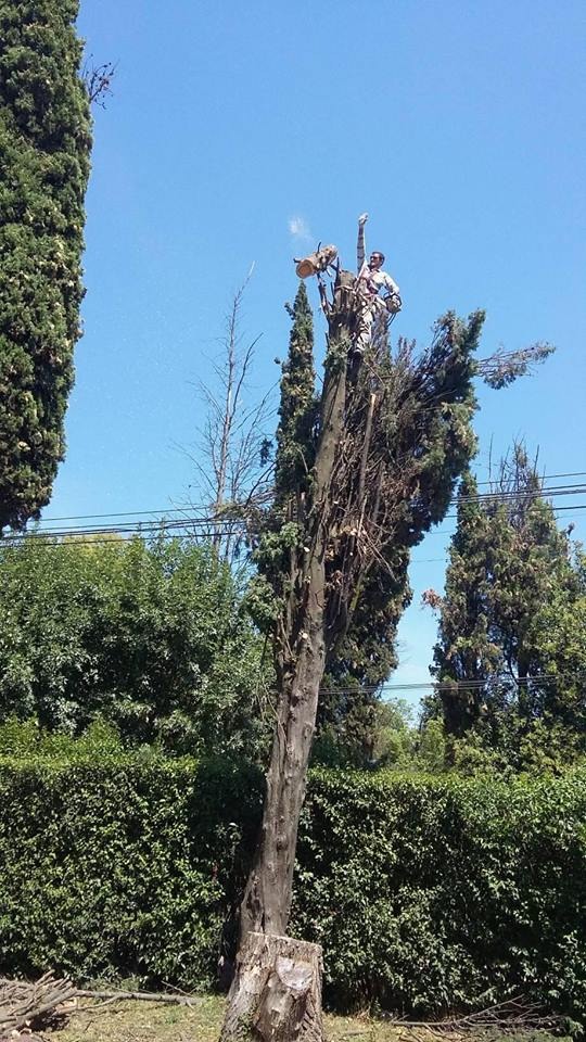 Trabajo realizado - Podas El Castor