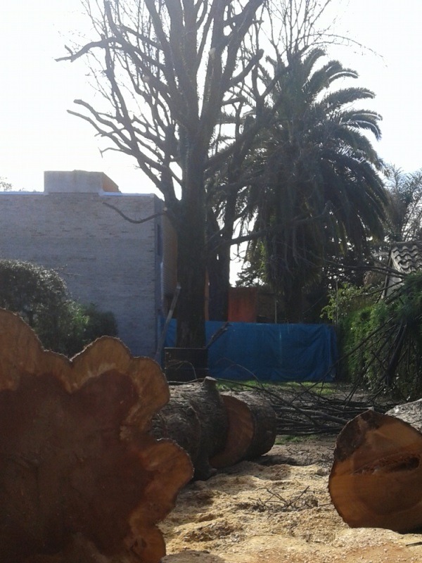 Trabajo realizado - Podas El Castor