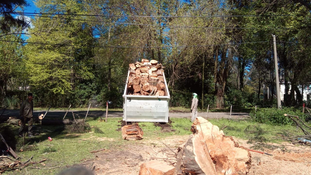 Trabajo realizado - Podas El Castor