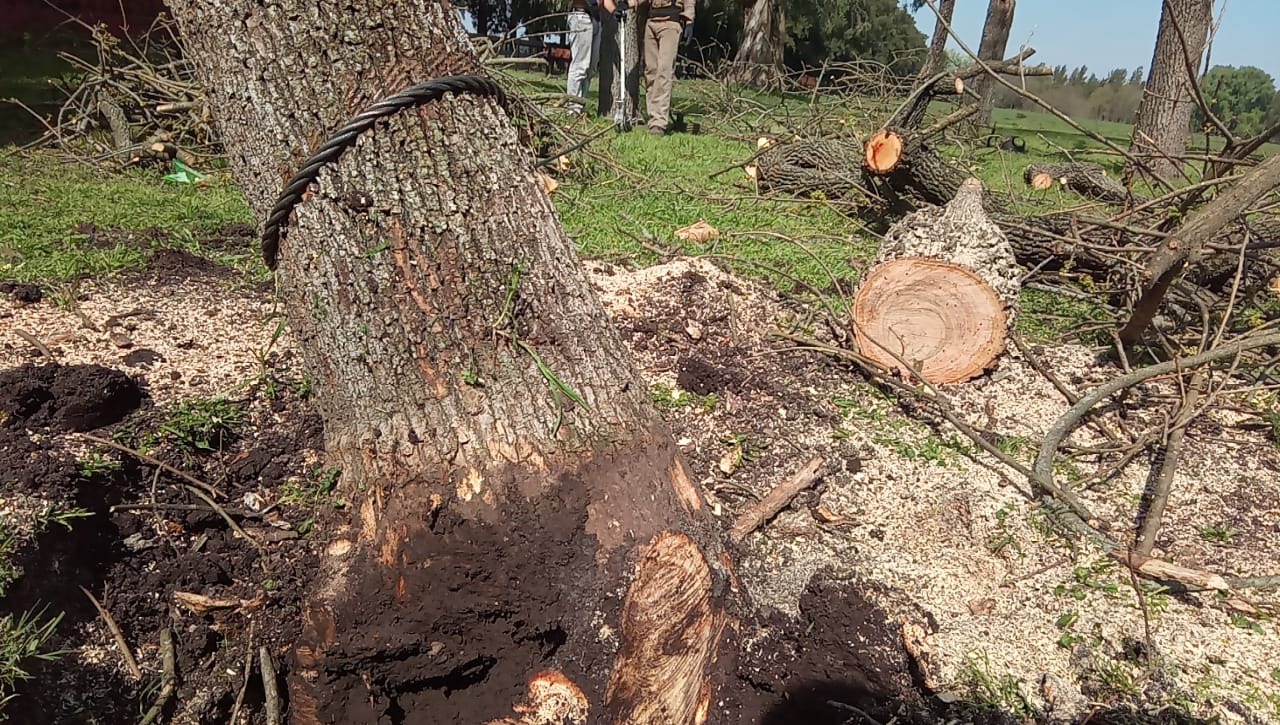 Trabajo realizado - Podas El Castor
