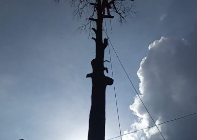 Trabajo realizado - Podas El Castor