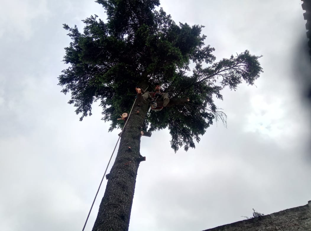 Trabajo realizado - Podas El Castor