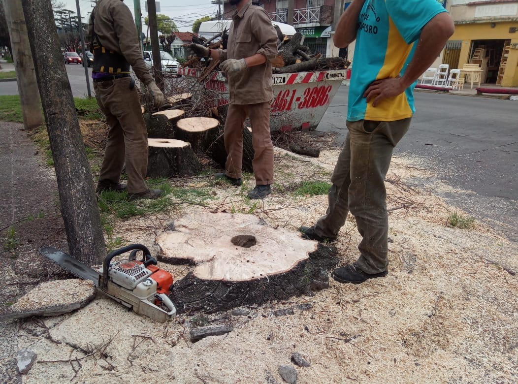 Trabajo realizado - Podas El Castor