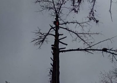 Trabajo realizado - Podas El Castor