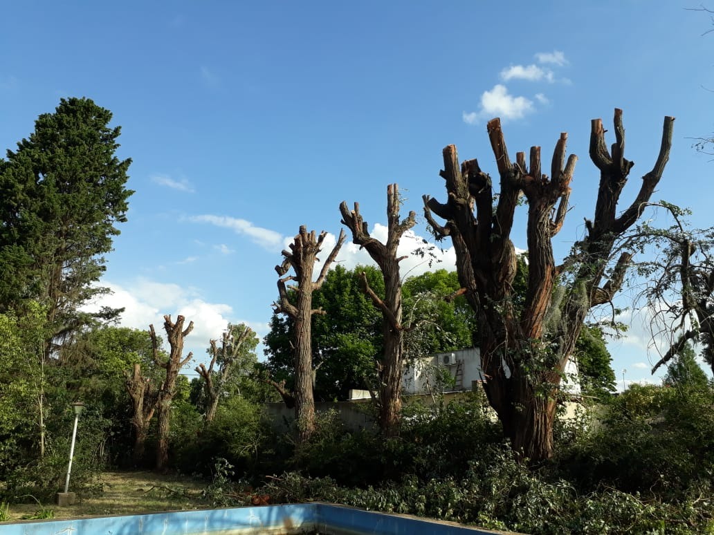 Trabajo realizado - Podas El Castor