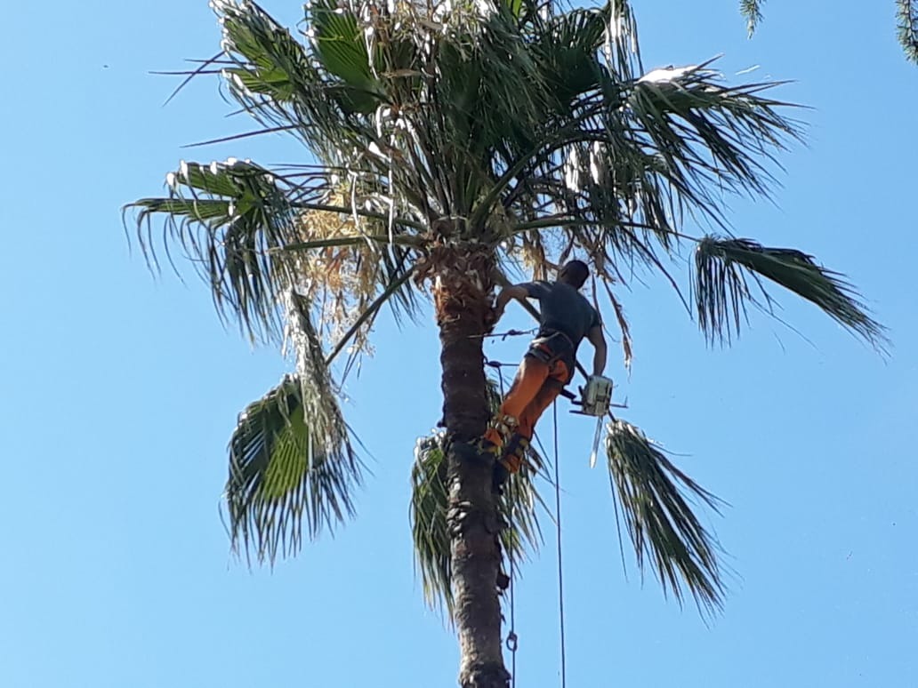 Trabajo realizado - Podas El Castor