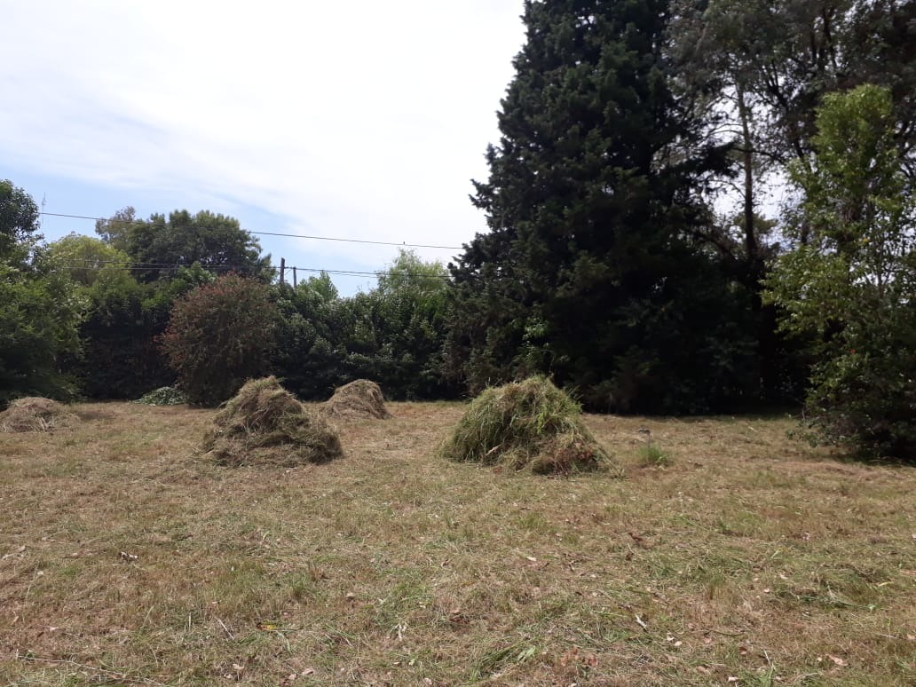 Trabajo realizado - Podas El Castor