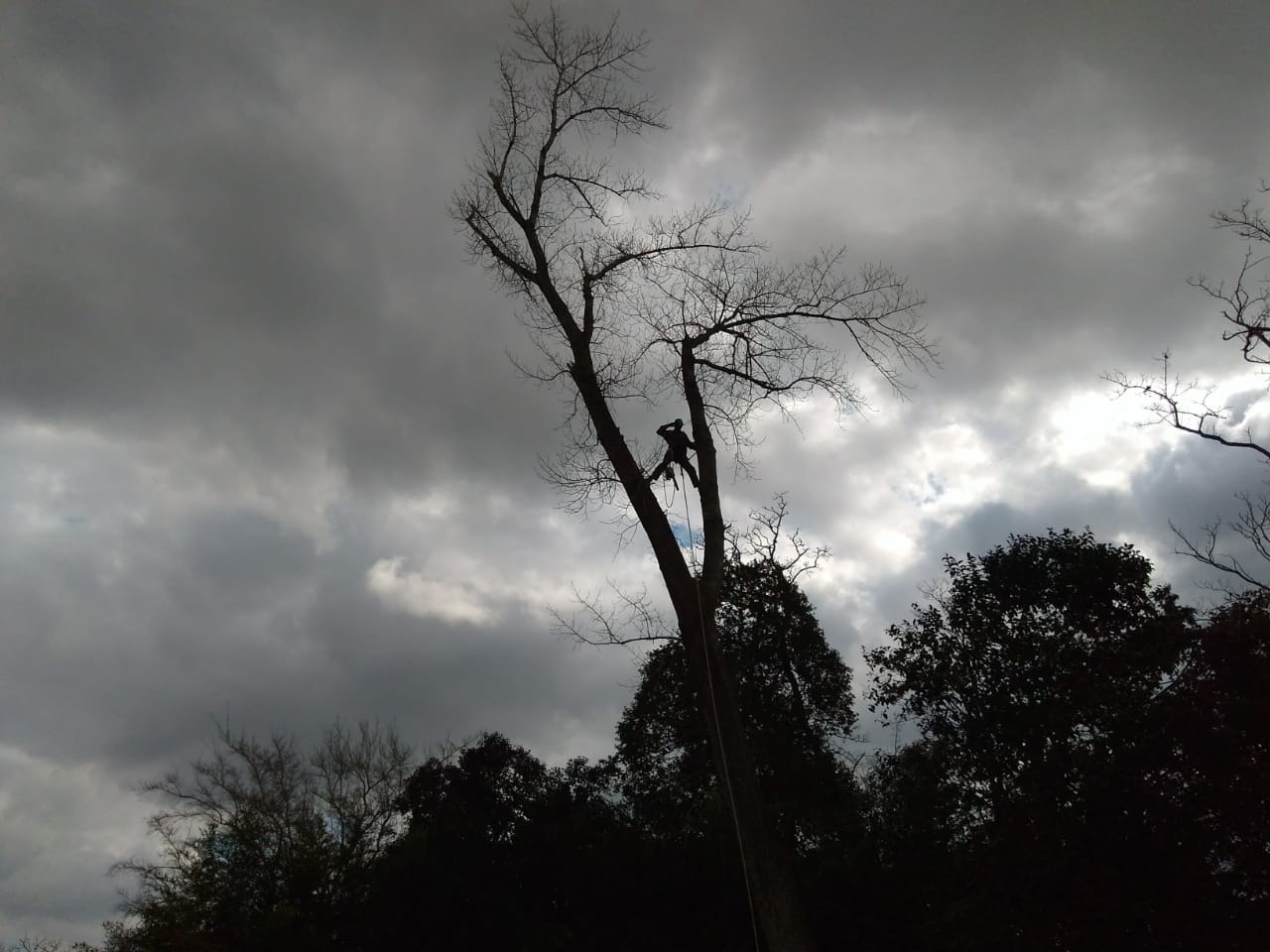 Trabajo realizado - Podas El Castor