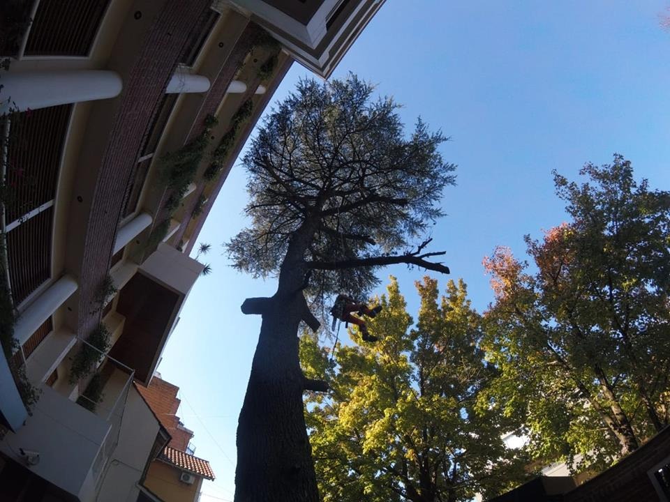 Trabajo realizado - Podas El Castor