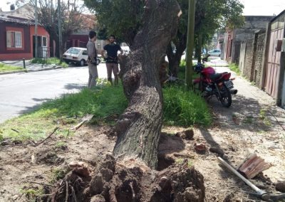 Trabajo realizado - Podas El Castor