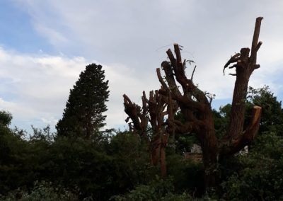 Trabajo realizado - Podas El Castor