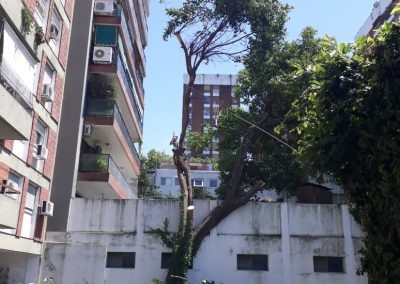 Trabajo realizado - Podas El Castor