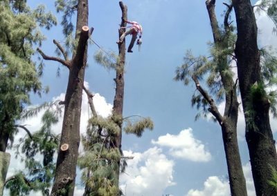 Trabajo realizado - Podas El Castor