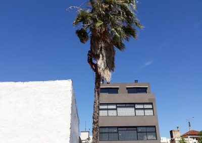 Trabajo realizado - Podas El Castor