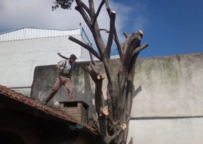 Trabajo realizado - Podas El Castor