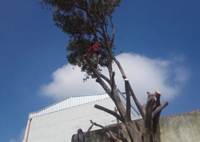 Trabajo realizado - Podas El Castor