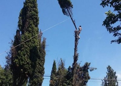 Trabajo realizado - Podas El Castor