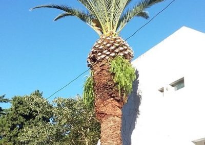 Trabajo realizado - Podas El Castor