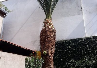 Trabajo realizado - Podas El Castor