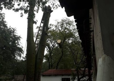 Trabajo realizado - Podas El Castor