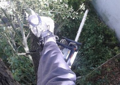 Trabajo realizado - Podas El Castor