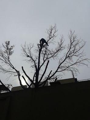 Trabajo realizado - Podas El Castor
