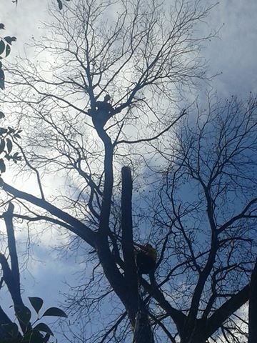 Trabajo realizado - Podas El Castor