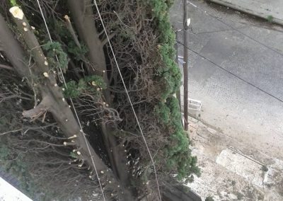 Trabajo realizado - Podas El Castor