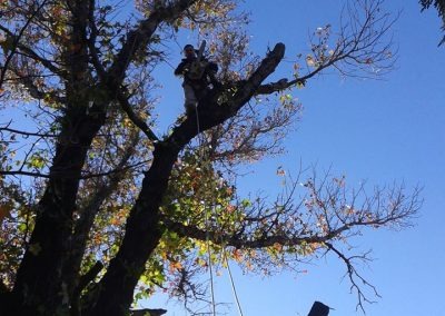 Trabajo realizado - Podas El Castor