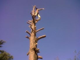 Trabajo realizado - Podas El Castor