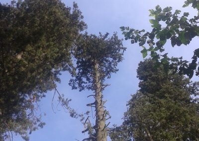 Trabajo realizado - Podas El Castor