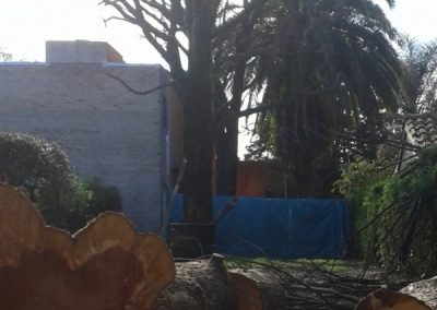 Trabajo realizado - Podas El Castor