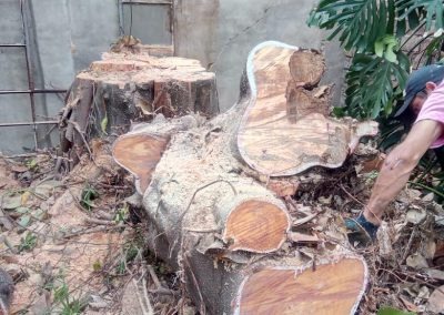 Trabajo realizado - Podas El Castor