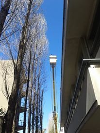 Trabajo realizado - Podas El Castor