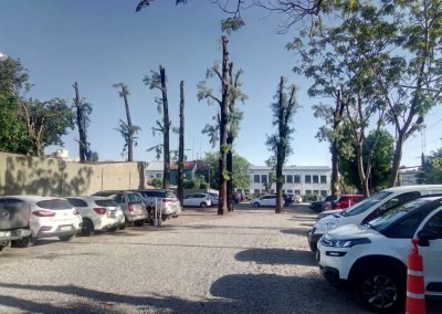 Trabajo realizado - Podas El Castor